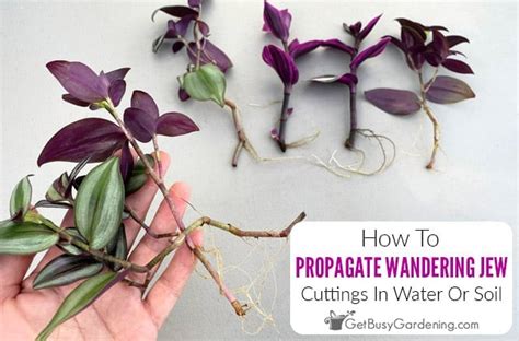 tradescantia moisture meter|tradescantia garden plant.